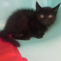 Samsung, chat à adopter