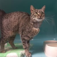 Mimi, chatte à adopter
