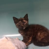Kylia, chatte à adopter
