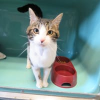 Raisin, chat à adopter