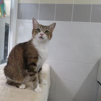 Titine, chatte à adopter