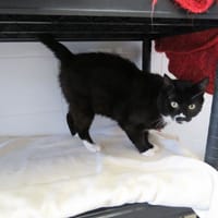 Boss, chat à adopter