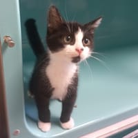 Donuts, chat à adopter