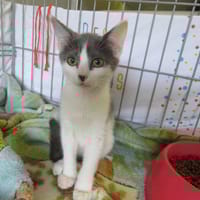 HOUDINI, chat à adopter