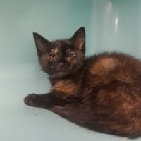 Eléa, chatte à adopter