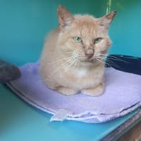 Lucien, chat à adopter
