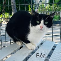 Béa, chatte à adopter