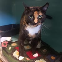 Rosine, chatte à adopter