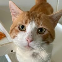 Aquin, chat à adopter