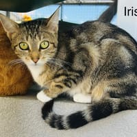 IRIS, chatte à adopter