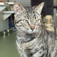 BOHEME, chat à adopter