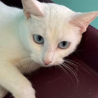 TIKA (Tsuki), chatte à adopter