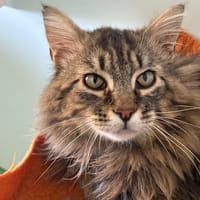 MALU, chat à adopter