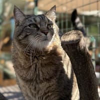 MINA, chatte à adopter