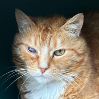 RALPH, chat à adopter