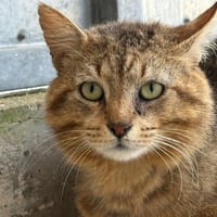 PATACHON, chat à adopter