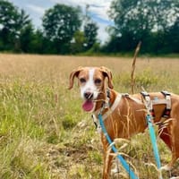 Kiona - lieb und unkompliziert, Hündin zur Adoption
