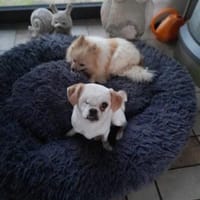 Riki  6,5 Jahre alter Pekinese, Hund zur Adoption