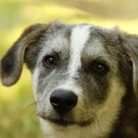 SIMON ist ein Rundum-sorglos-Paket, Hund zur Adoption