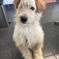 Lucky💗wartet in 78247 Schlatt am Randen, Hund zur Adoption