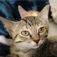 VERONE, chatte à adopter