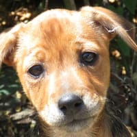 WOOKI, chienne à adopter
