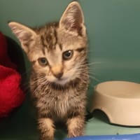 CLEA, chatte à adopter