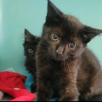 Blender, chat à adopter