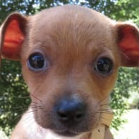 BEEBOP, chien à adopter
