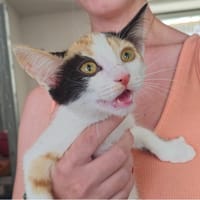 VIOLETTE, chatte à adopter