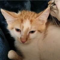 VOLT, chat à adopter