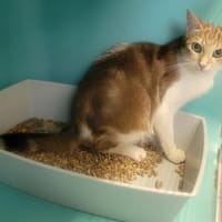 Havane, chatte à adopter