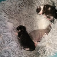 Prestige, chatte à adopter