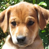 WENDI, chienne à adopter