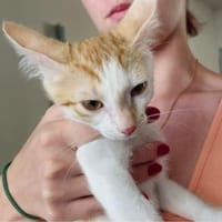 VIRKON, chat à adopter