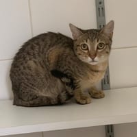 Pluton, chat à adopter