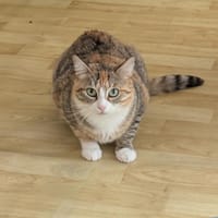 LUCETTE, chatte à adopter