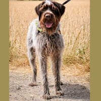 GARY HAA24470, chien à adopter