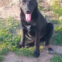 🐾🍀 Der süße Lukas sucht seine Menschen, Hund zur Adoption