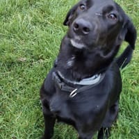 Felipe,sucht seine Menschen 🐾, Hund zur Adoption