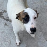 BUBBLES, Hund zur Adoption
