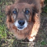 Ricki sucht Zuhause oder Pflegestelle, Hund zur Adoption