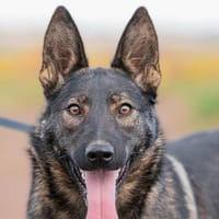 Bliss, aktiv und lernwillig, Hündin zur Adoption