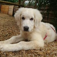 Dusty freut sich auf Sie!, Hund zur Adoption