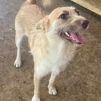 Kiki - die fröhliche Grinsemaus, Hündin zur Adoption