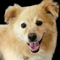 ALVIN wuenscht sich ein Zuhause, Hund zur Adoption