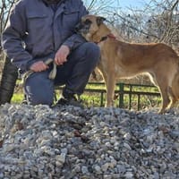 Dringender NOTFALL ‼ RUBY sucht 🆘, Hündin zur Adoption