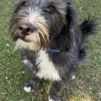 Herzlicher Toffee, Hund zur Adoption