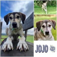 JOJO * GROßartiger Begleiter speziell+, Hund zur Adoption