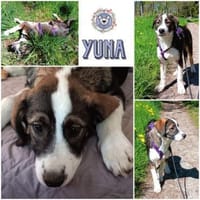 YUNA *  Hundemädchen, lieb & bildhübsch, Hündin zur Adoption